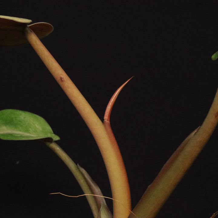 Philodendron Whipple Way