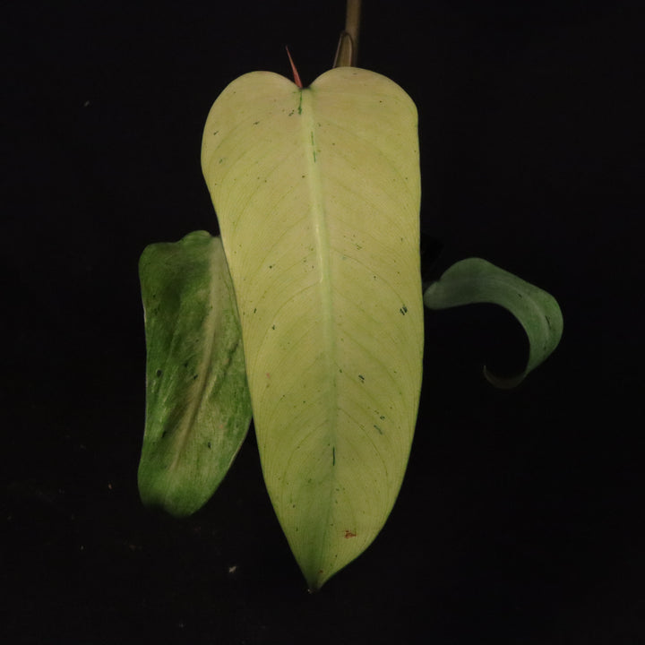 Philodendron Whipple Way