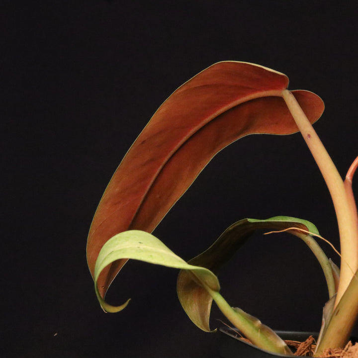 Philodendron Whipple Way