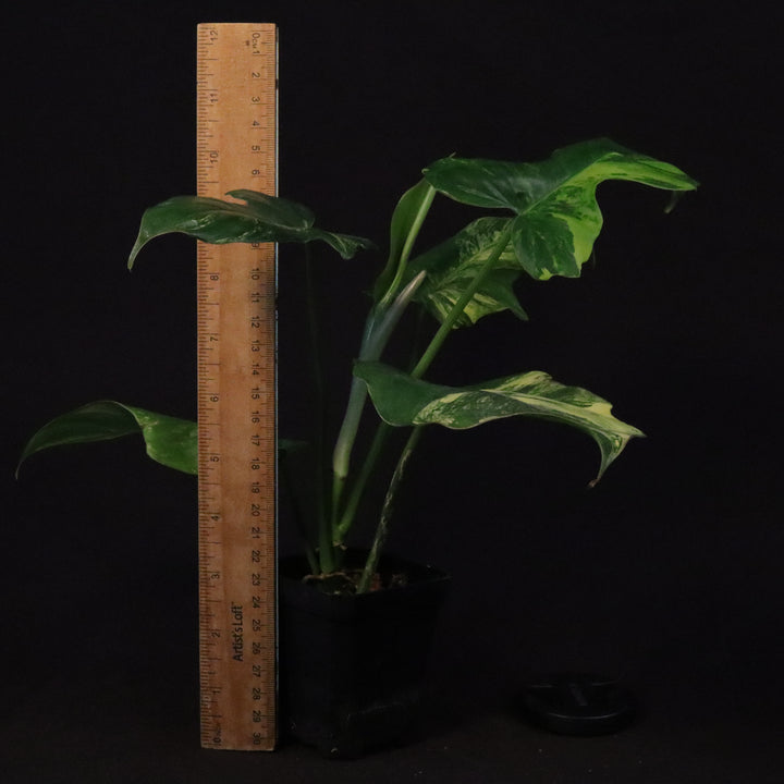Philodendron Florida Beauty x Mayoi Variegated - Wide Form - B