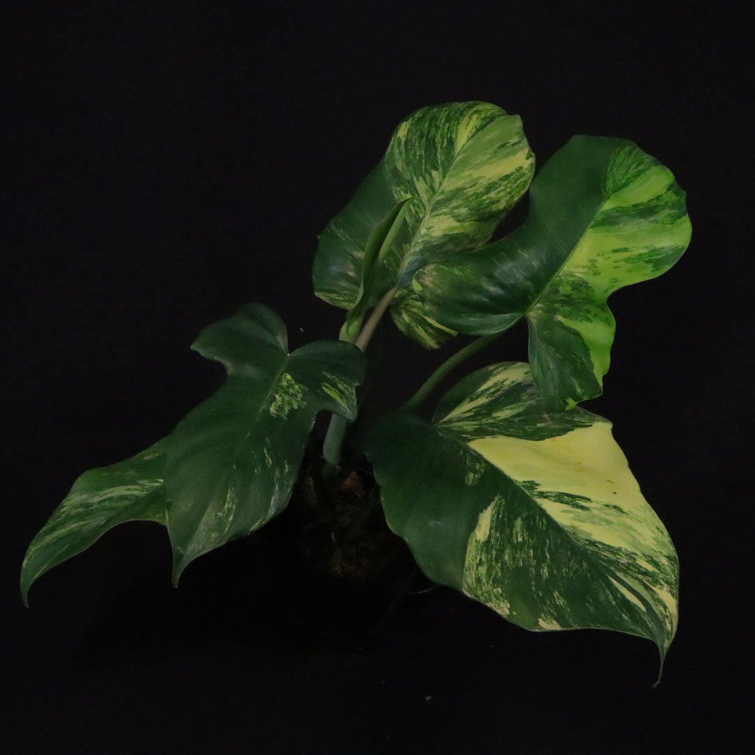 Philodendron Florida Beauty x Mayoi Variegated - Wide Form - B
