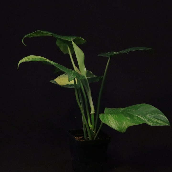 Philodendron Florida Beauty x Mayoi Variegated - Wide Form - B