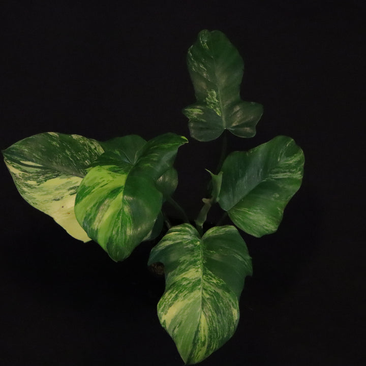 Green leafy plant with variegated leaves on a black background