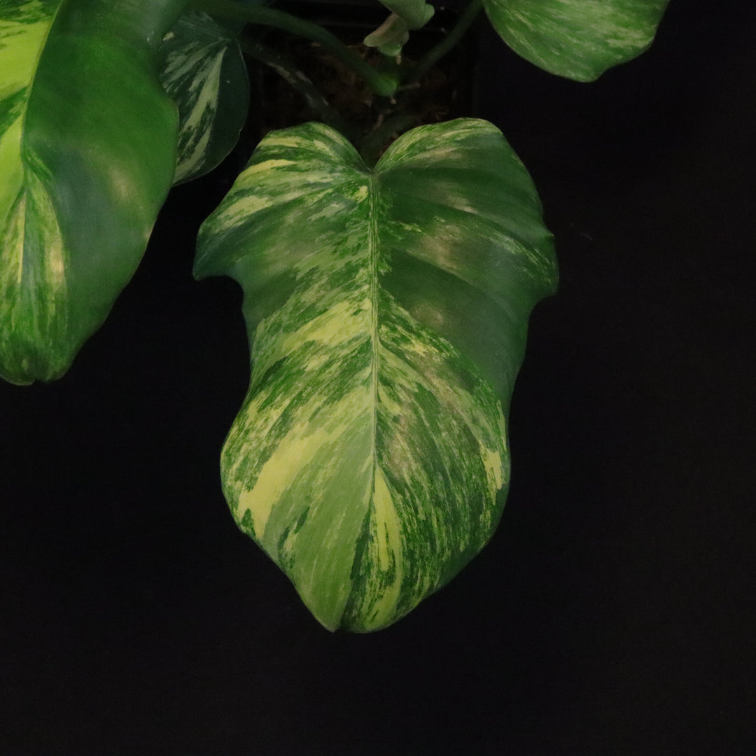 Philodendron Florida Beauty x Mayoi Variegated - Wide Form - B