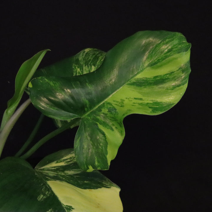 Philodendron Florida Beauty x Mayoi Variegated - Wide Form - B