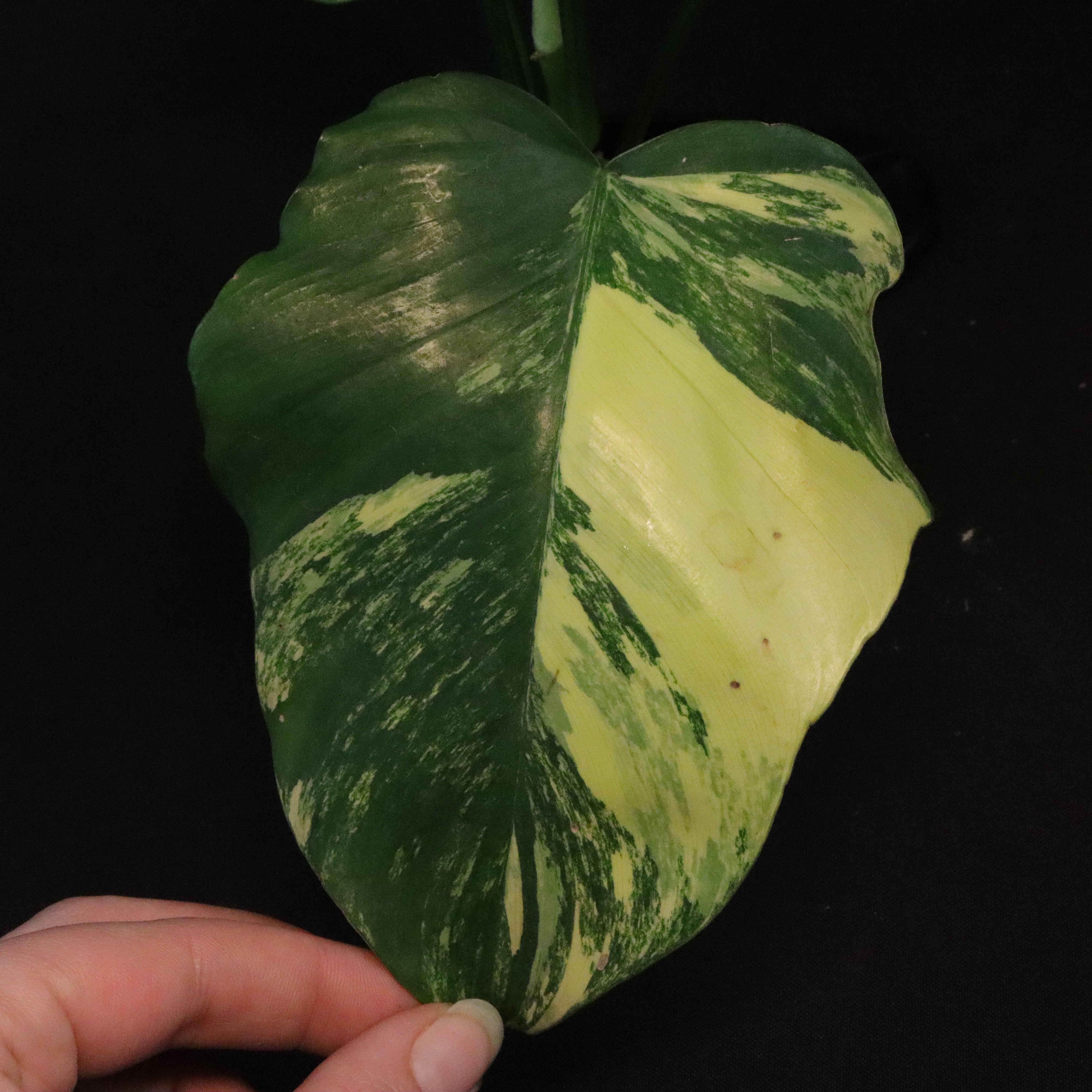 Philodendron Florida Beauty x Mayoi Variegated - Wide Form