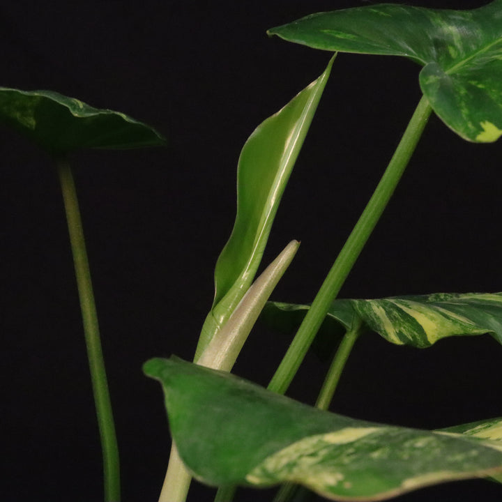 Philodendron Florida Beauty x Mayoi Variegated - Wide Form - B