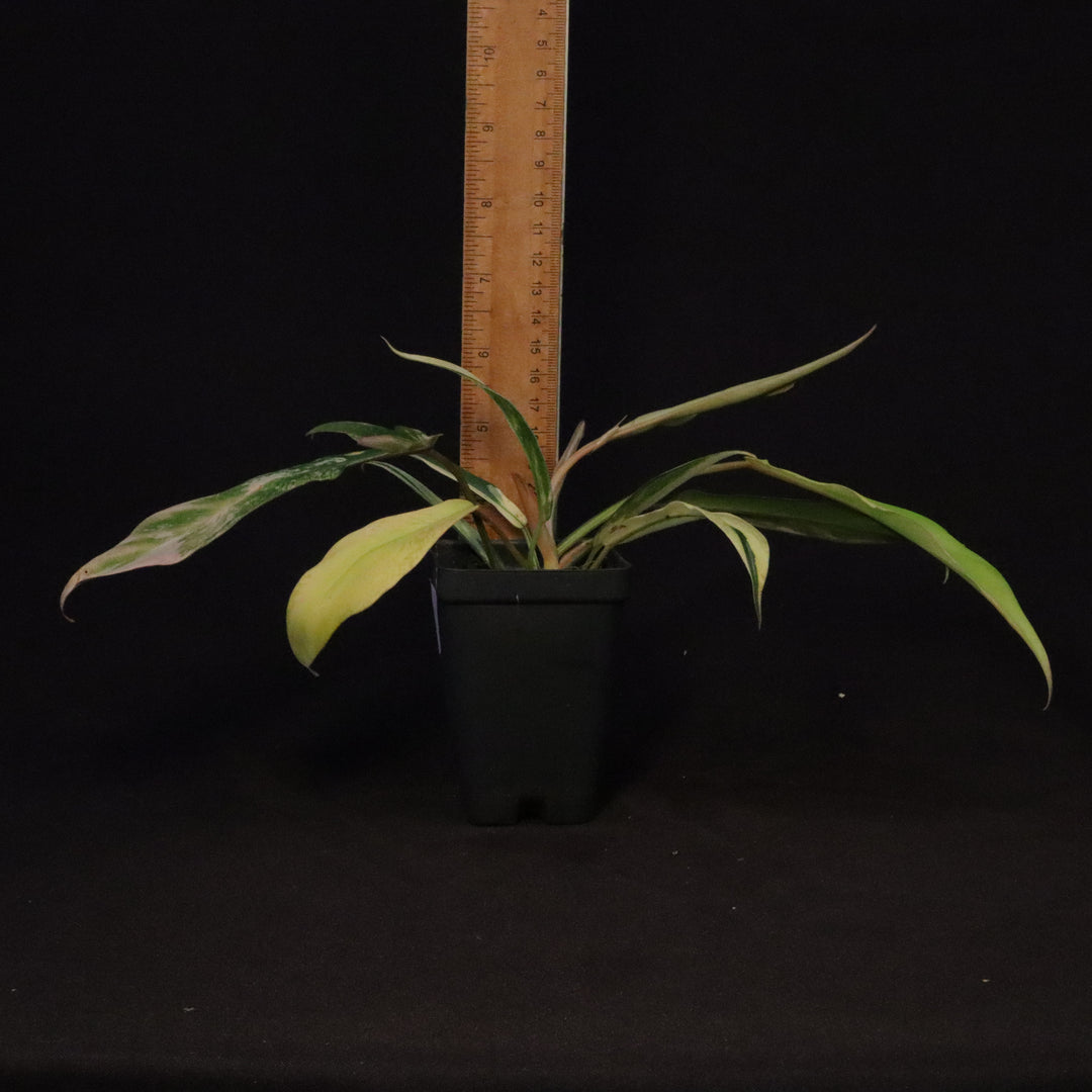 Philodendron Florida Beauty x tortum Variegated