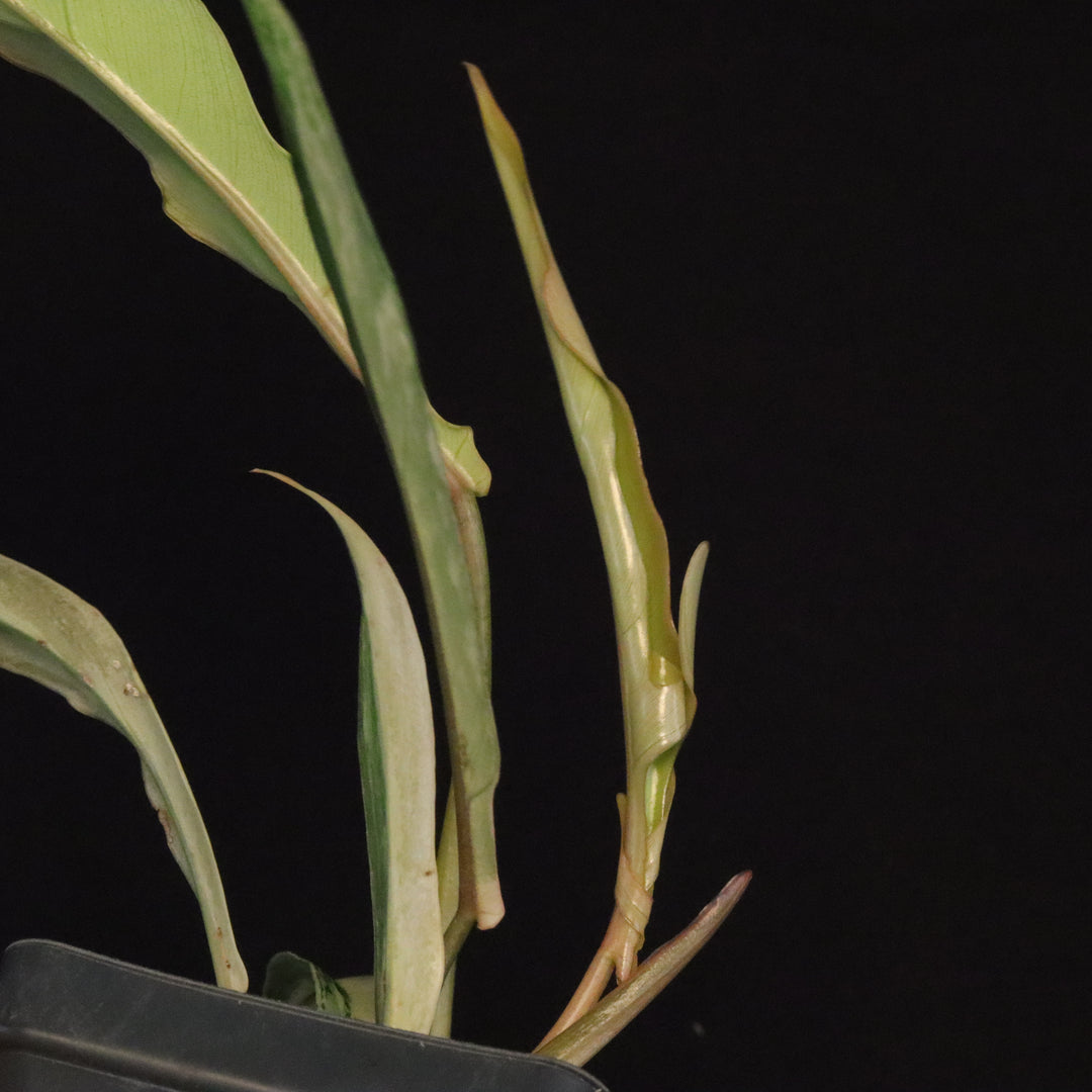 Philodendron Florida Beauty x tortum Variegated