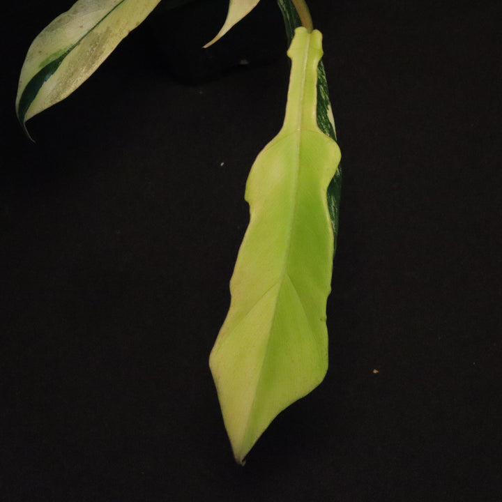 Philodendron Florida Beauty x tortum Variegated