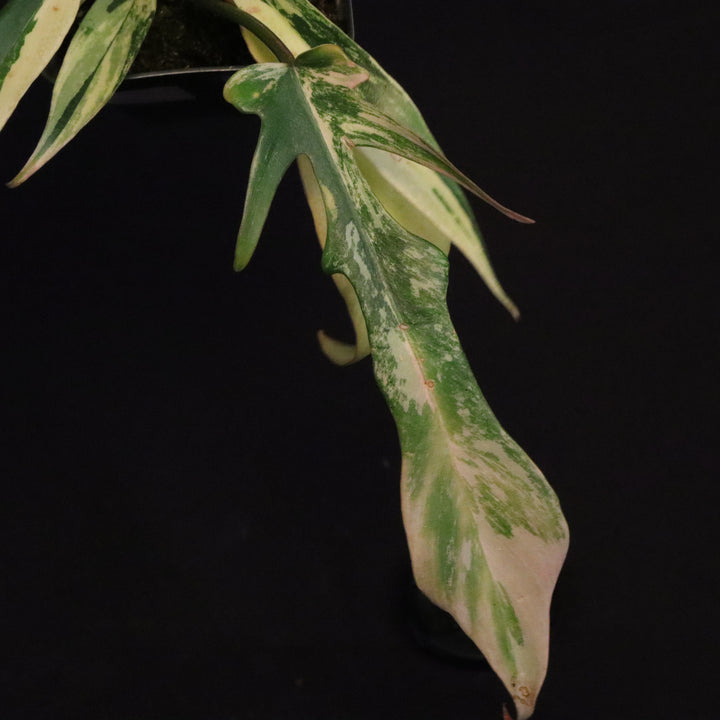 Philodendron Florida Beauty x tortum Variegated