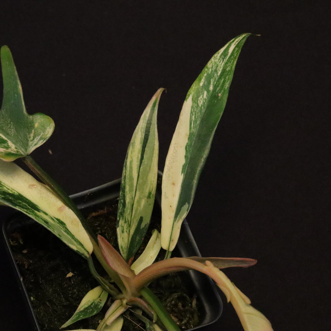 Philodendron Florida Beauty x tortum Variegated