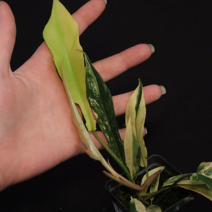 Philodendron Florida Beauty x tortum Variegated