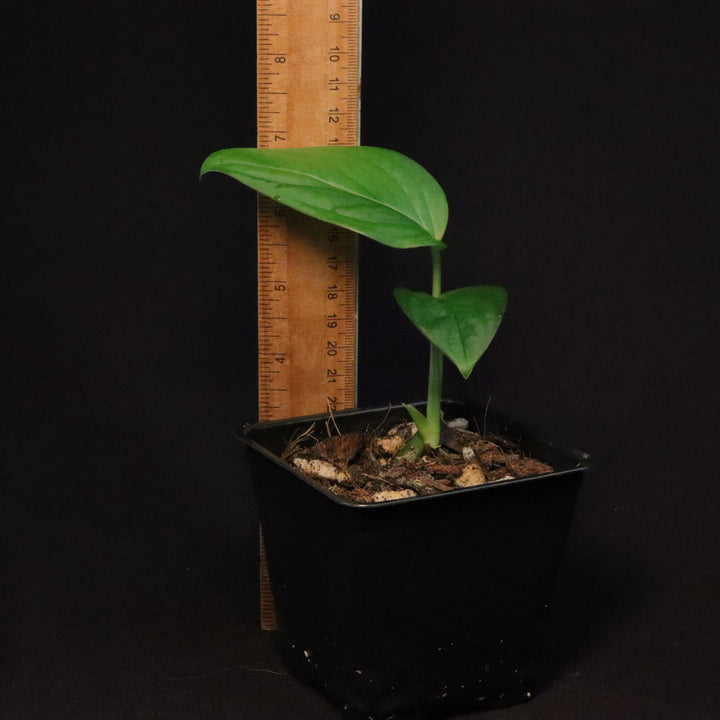 Monstera cf. Xanthosoma