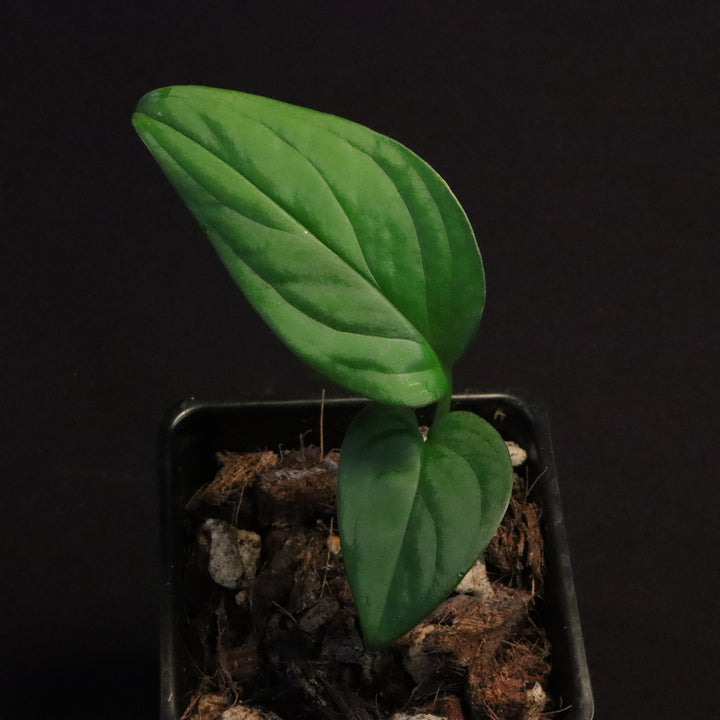 Monstera cf. Xanthosoma