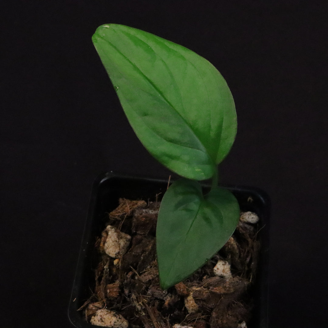 Monstera cf. Xanthosoma