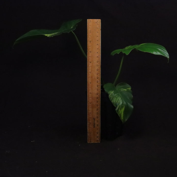 Philodendron Florida Beauty x Mayoi Variegated - Wide Form - A