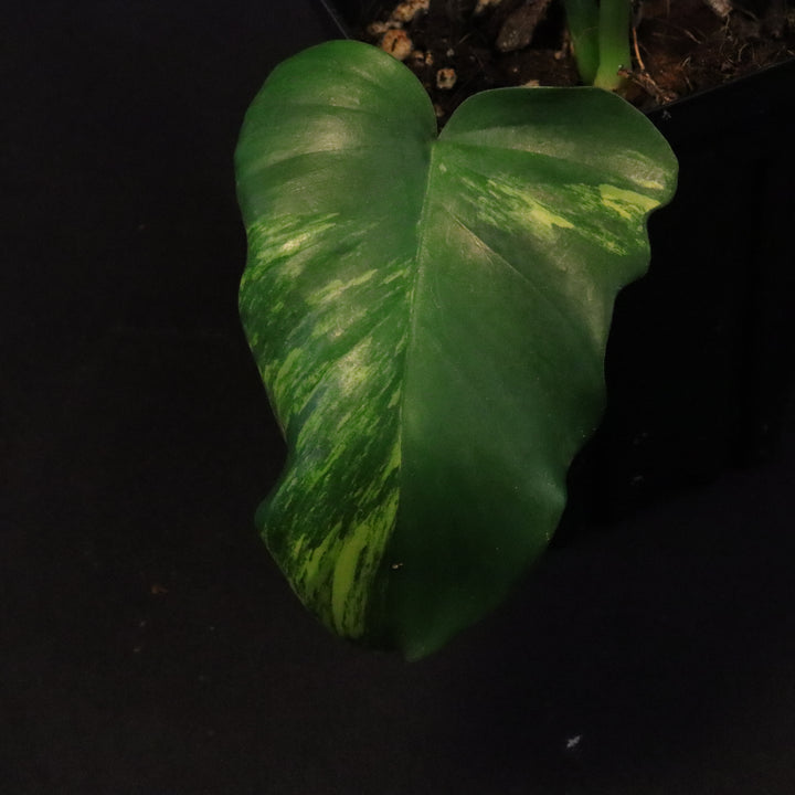 Philodendron Florida Beauty x Mayoi Variegated - Wide Form - A