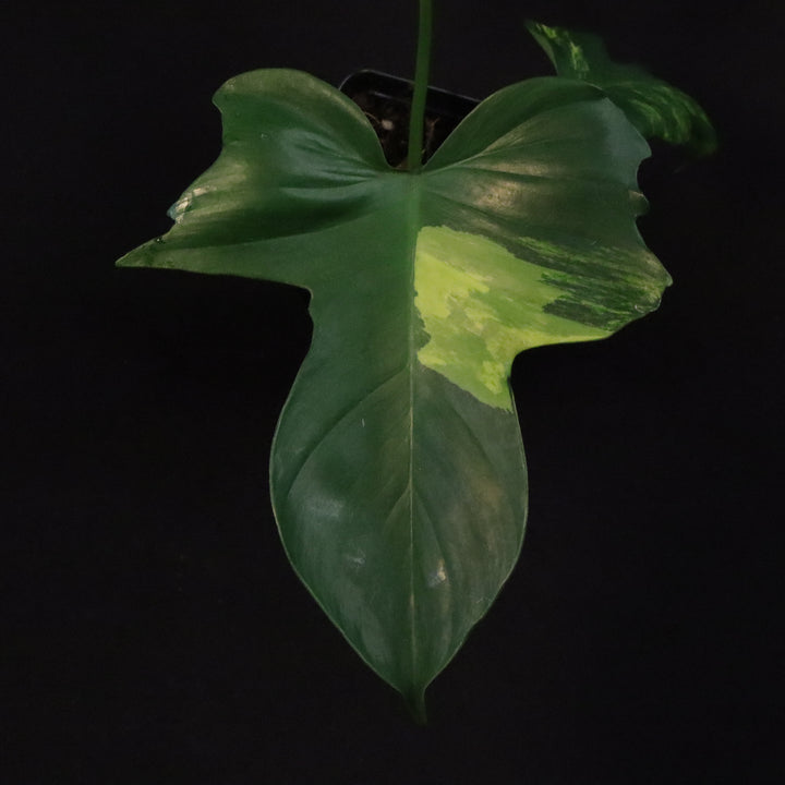Philodendron Florida Beauty x Mayoi Variegated - Wide Form - A