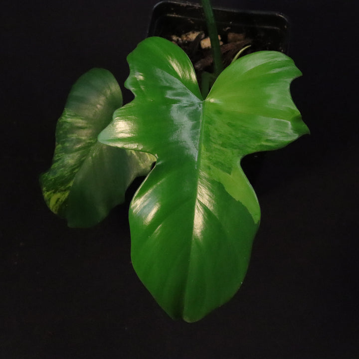 Philodendron Florida Beauty x Mayoi Variegated - Wide Form - A