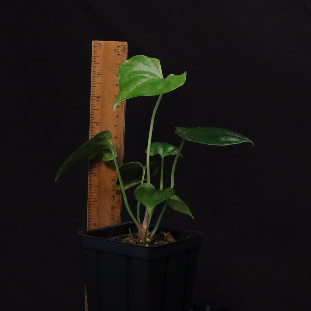 Variegated Anthurium watermaliense x self Seedling - A