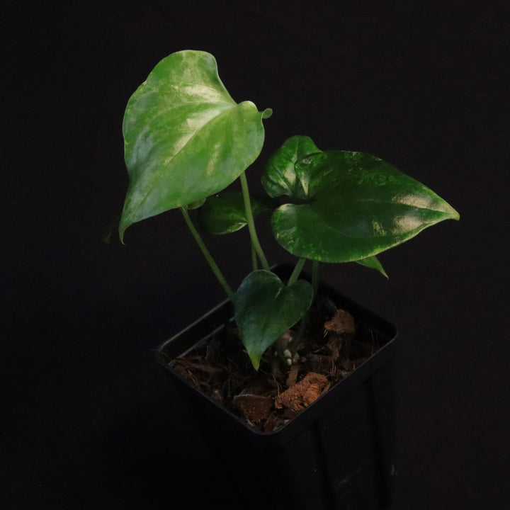 Variegated Anthurium watermaliense x self Seedling - A
