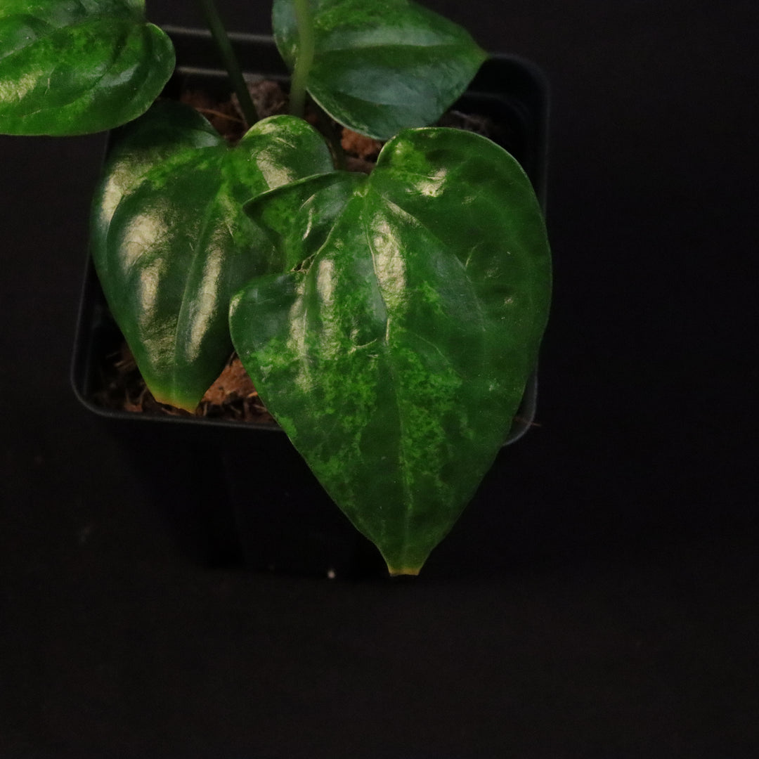 Variegated Anthurium watermaliense x self Seedling - A