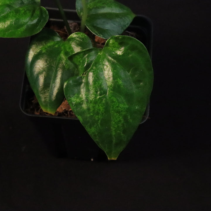 Variegated Anthurium watermaliense x self Seedling - A