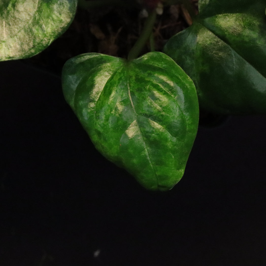 Variegated Anthurium watermaliense x self Seedling - A