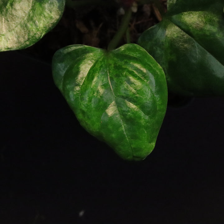 Variegated Anthurium watermaliense x self Seedling - A