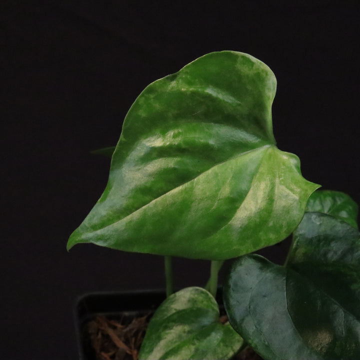 Variegated Anthurium watermaliense x self Seedling - A