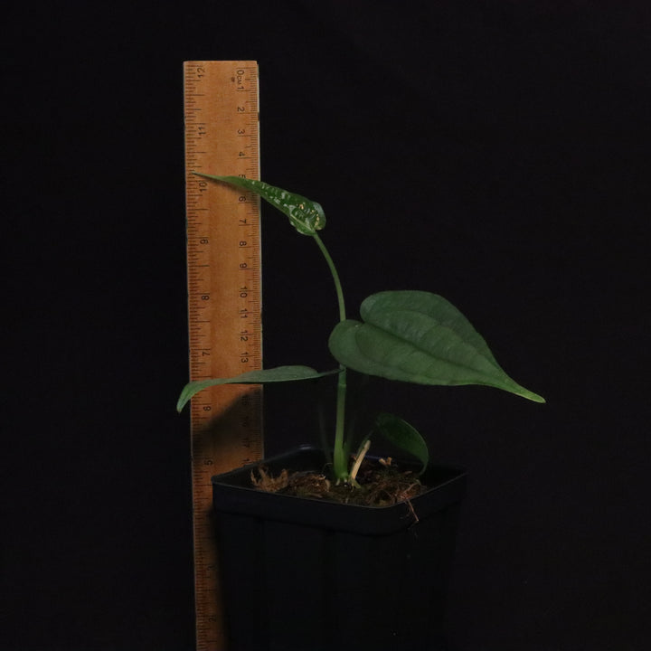 Anthurium SP. 'Limon'  - Grower's Choice