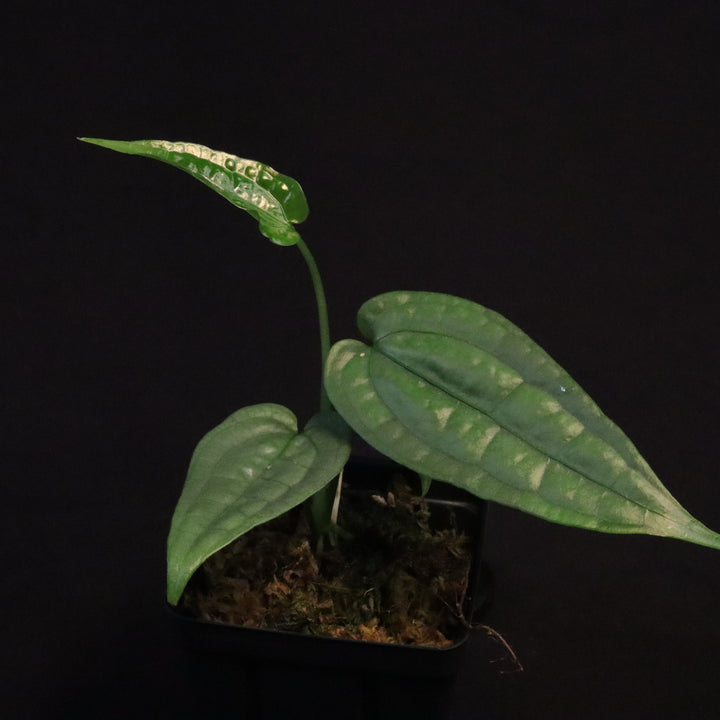 Anthurium SP. 'Limon'  - Grower's Choice