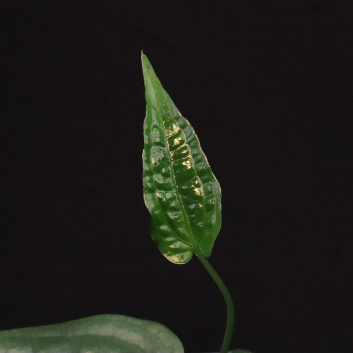 Anthurium SP. 'Limon'  - Grower's Choice