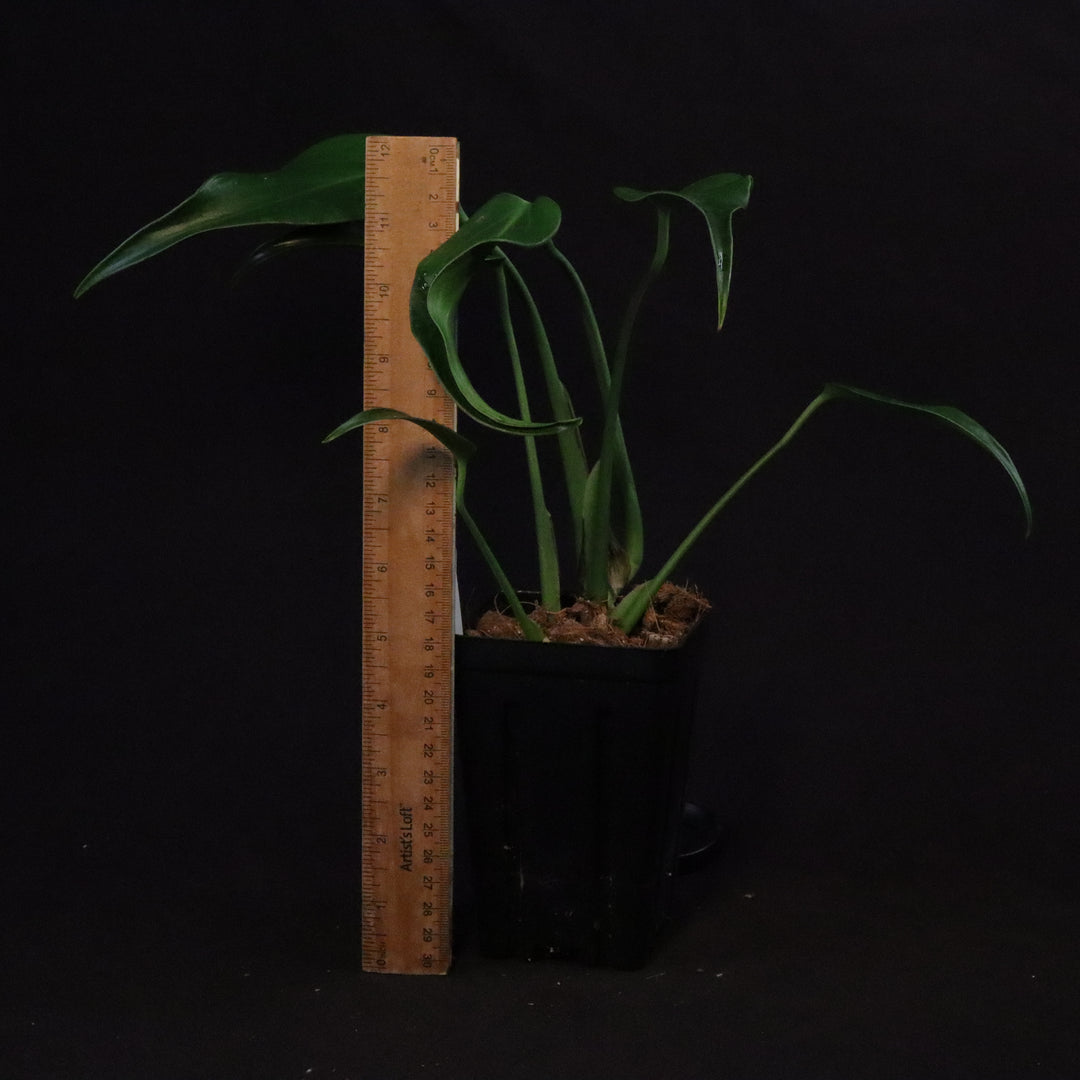 Monstera  Burle Marx Flame