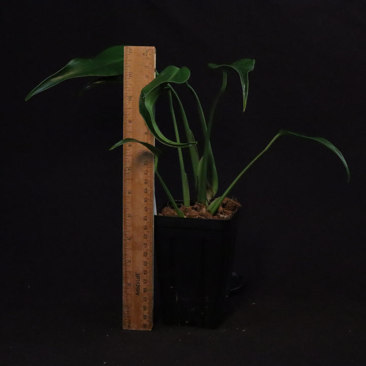 Monstera  Burle Marx Flame
