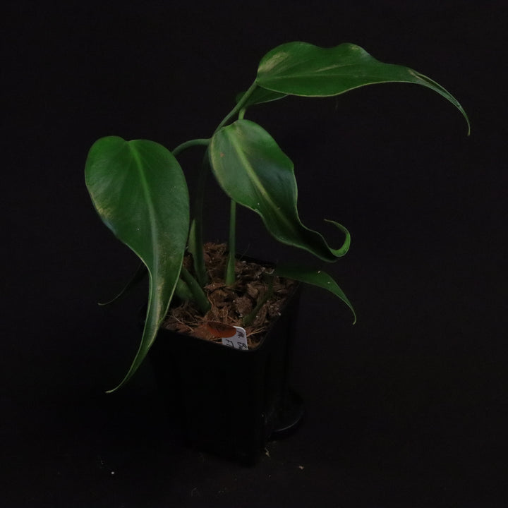 Monstera  Burle Marx Flame