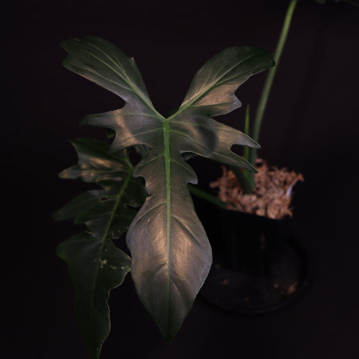 Reverted Philodendron Golden Dragon