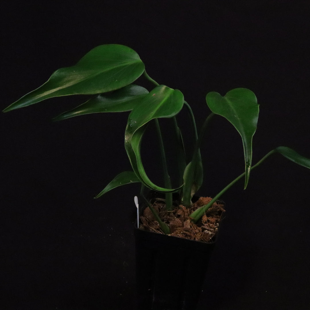 Monstera  Burle Marx Flame
