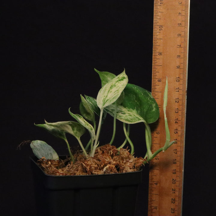 Scindapsus Jade Satin - Mint - Two Growth Points