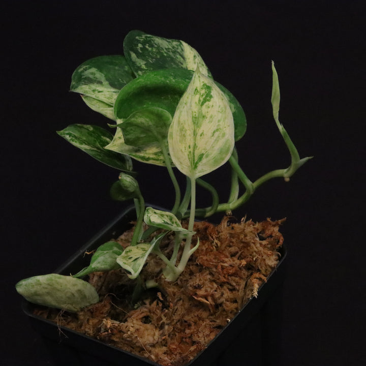Scindapsus Jade Satin - Mint - Two Growth Points