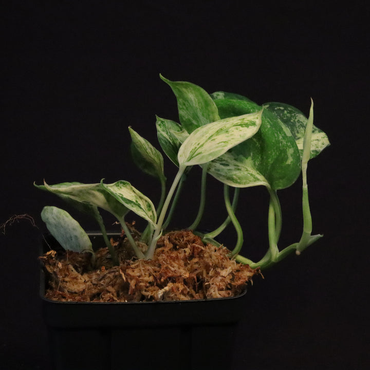 Scindapsus Jade Satin - Mint - Two Growth Points