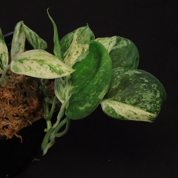 Scindapsus Jade Satin - Mint - Two Growth Points