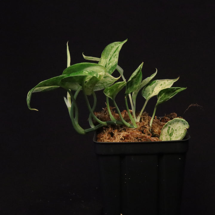 Scindapsus Jade Satin - Mint - Two Growth Points