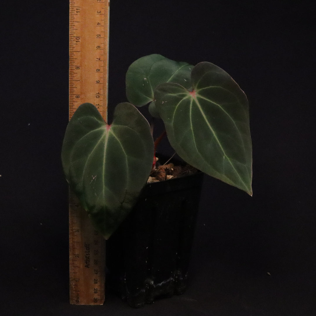 Anthurium besseae AFF x antolakii 'Felix'