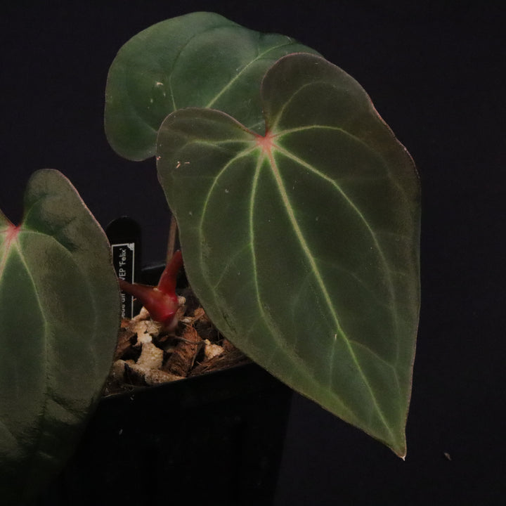 Anthurium besseae AFF x antolakii 'Felix'