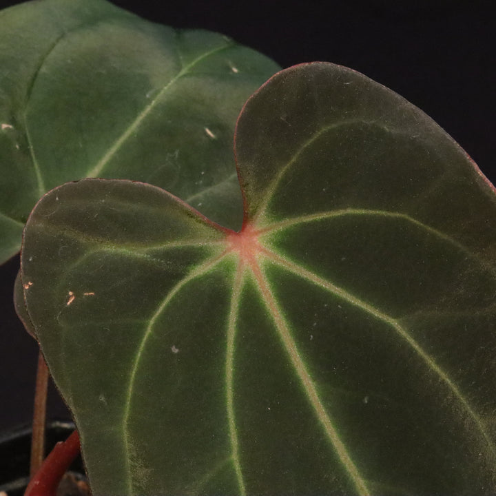 Anthurium besseae AFF x antolakii 'Felix'