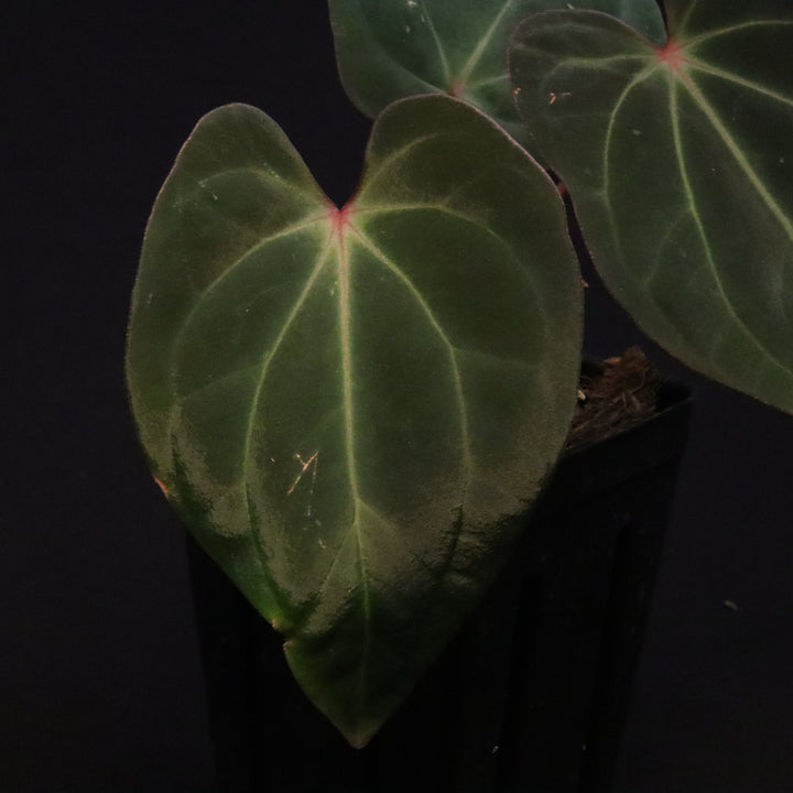 Anthurium besseae AFF x antolakii 'Felix'