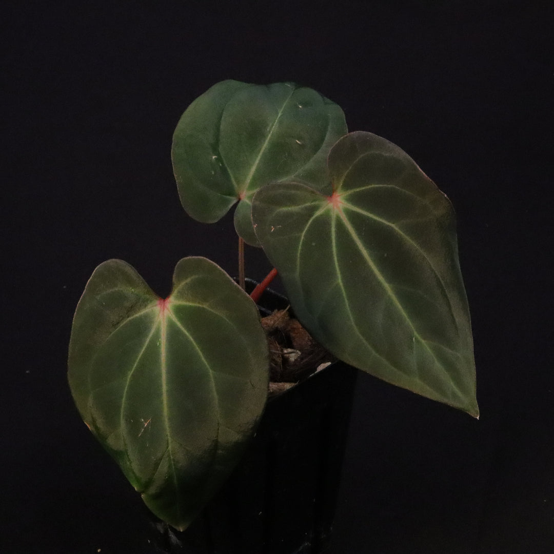 Anthurium besseae AFF x antolakii 'Felix'