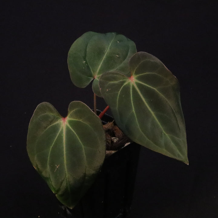 Anthurium besseae AFF x antolakii 'Felix'